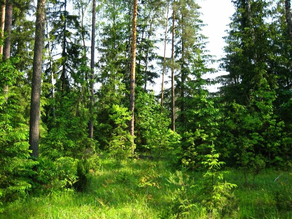 В 21 районе Беларуси действуют запреты на посещение лесов